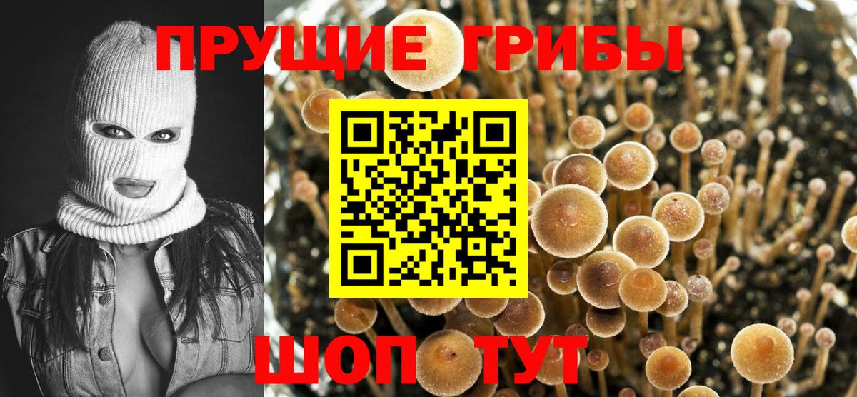 Галлюциногенные грибы Magic Shrooms  Вход с VPN  Скопин  Псилоцибиновые грибы Psilocybe 